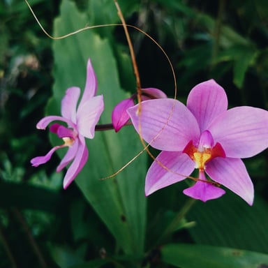 Orchids at Marie Selby Botanical Gardens