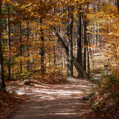 Autumn New England forest trail with golden light through the trees