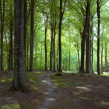 Sunlit beech forest with a winding dirt path