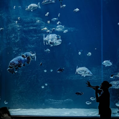 Visitors at Mote Marine Laboratory and Aquarium