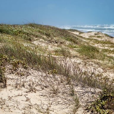 Coastal sand dunes with sea grass and ocean beyond