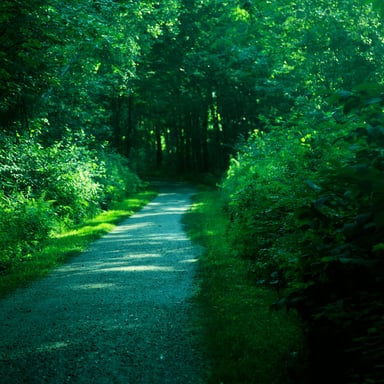 Lush green forest path winding through tall trees