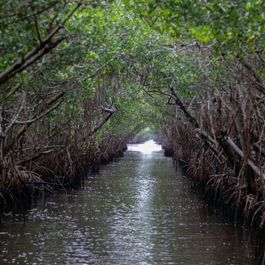 Kayaking through mangrove tunnels at Lido Key