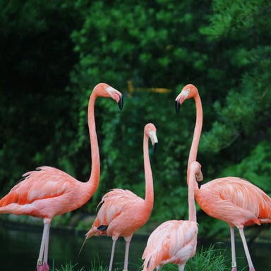 Flamingos at Sarasota Jungle Gardens