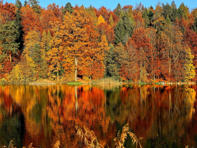 Beech Forest