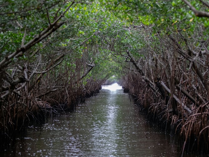 Lido Key Mangrove Tunnels